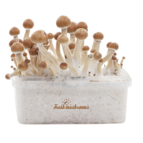 Buy Magic Mushroom grow kit / Shrooms For Sale Online USA