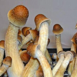 Buy Magic Mushroom Spores Online in Oregon Shipping Discreet